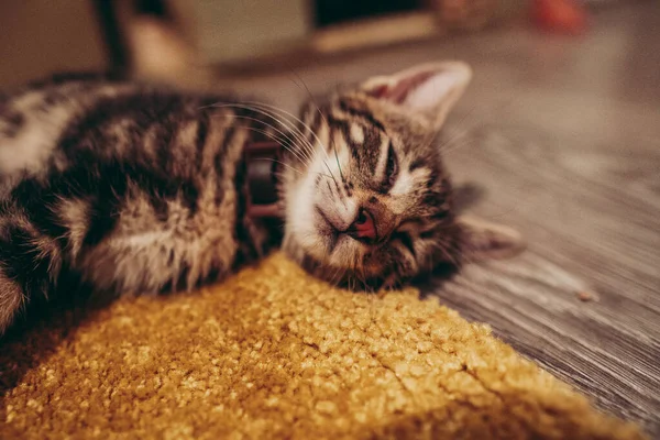 Primo Piano Del Simpatico Gattino Grigio Tabby Che Dorme Sul — Foto Stock