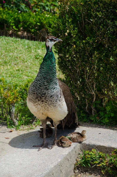 Vertikal Bild Påfågel Med Sina Kycklingar Crystal Palace Garden Porto — Stockfoto