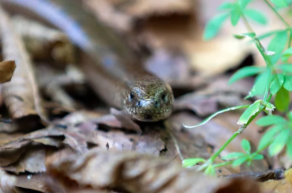 Slow Worm Dry Leaves Ground — Stock Photo, Image