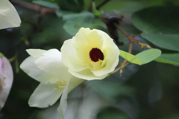 Zbliżenie Ujęcie Bladożółtego Kwiatu Krzaku Otoczonym Ciemnymi Liśćmi Słonecznym Ogrodzie — Zdjęcie stockowe