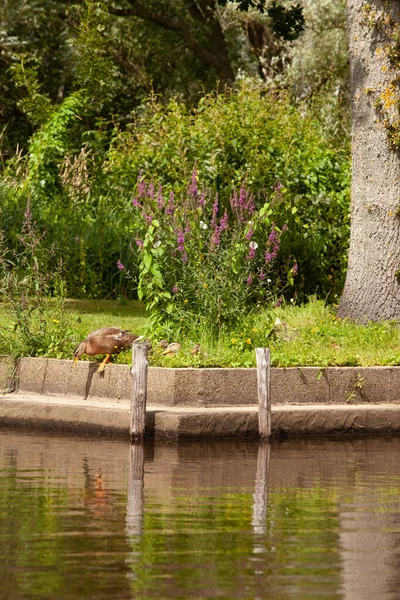 Eine Vertikale Aufnahme Einer Ente Die Fluss Steht — Stockfoto
