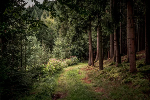 Sentiero Circondato Alti Alberi Piante Nella Foresta Bavarese — Foto Stock