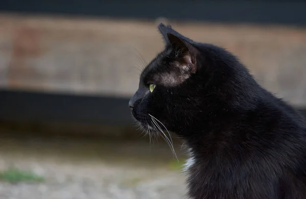 Selektivní Zaostření Záběru Černé Kočky Hledící Strany — Stock fotografie