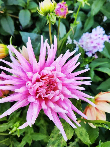 정원에 분홍빛 줄리아 꽃봉오리 — 스톡 사진