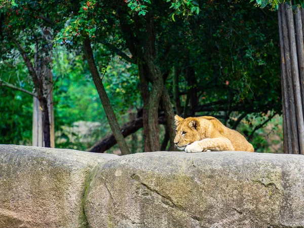 Vicious Brown Lioness Laying Rocks Zoo — Stock Photo, Image