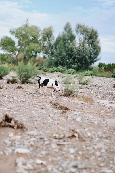 Pionowe Ujęcie Psa Bawiącego Się Błotnistym Bagnie — Zdjęcie stockowe