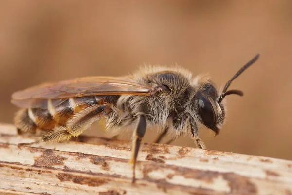 Zbliżenie Samicę Czerwonego Brzucha Górnika Andrena Ventralis Kawałku Drewna — Zdjęcie stockowe