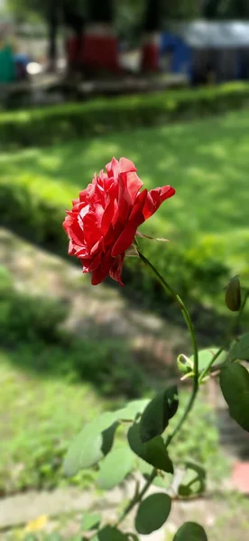 Colpo Verticale Una Rosa Rossa Che Sboccia Parco Sotto Luce — Foto Stock