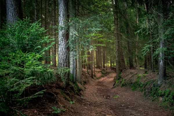 Stezka Obklopená Vysokými Stromy Rostlinami Bavorském Lese — Stock fotografie