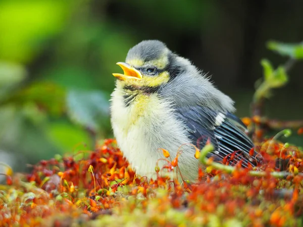 Selective Focus Shot Young Blue Tit Bird Perched Outdoors — Stok fotoğraf