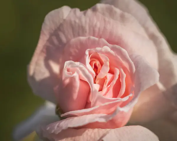 Zbliżenie Ujęcie Różowego Kwiatu Róży Rozmytym Tle — Zdjęcie stockowe
