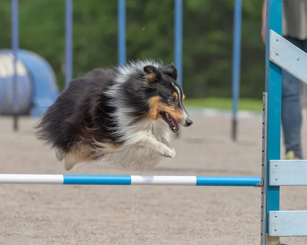 Closeup Shot Shetland Sheepdog Jumps Agility Hurdle — Stock Photo, Image