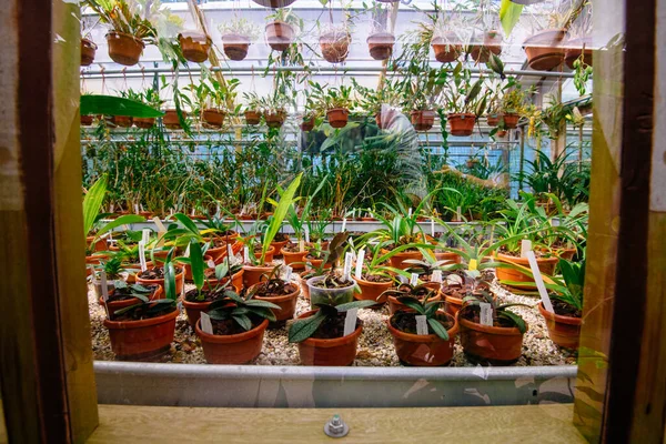 オランダ レイデン2021年8月13日 歴史的なナタリス生物多様性センター博物館の植物の成長 — ストック写真