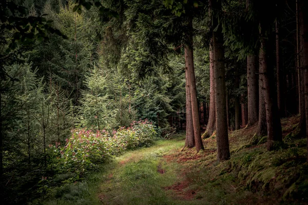 Sentier Entouré Grands Arbres Plantes Dans Forêt Bavaroise — Photo