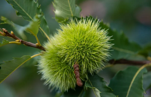 Ένα Κλαδί Πράσινα Φρούτα Από Καστανιά Νάνος — Φωτογραφία Αρχείου
