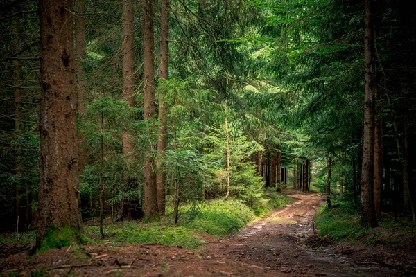 Caminho Cercado Por Árvores Altas Plantas Floresta Baviera — Fotografia de Stock