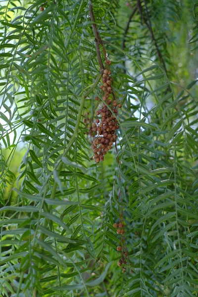 Eine Nahaufnahme Kalifornischer Pfefferbaumzweige Mit Blättern Und Früchten — Stockfoto