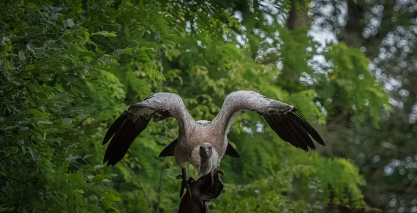 Vahşi Doğada Uçan Görkemli Bir Akbabanın Portresi — Stok fotoğraf
