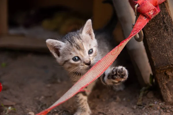 Μια Μικρή Γάτα Γατάκι Στο Λερωμένο Έδαφος Παίζει Κόκκινο Ribon — Φωτογραφία Αρχείου