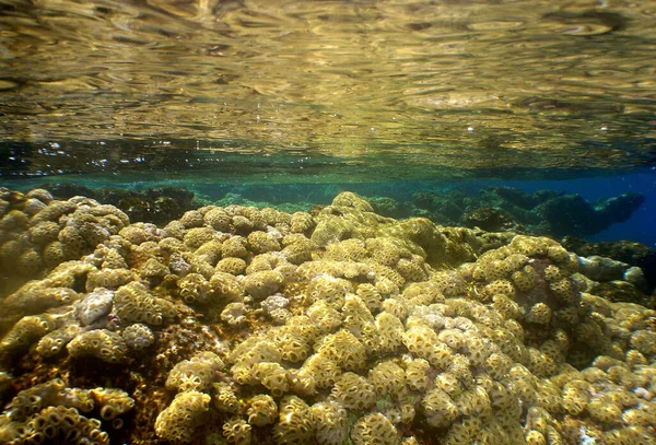 Κοραλλιογενής Ύφαλος Κάτω Από Την Επιφάνεια — Φωτογραφία Αρχείου