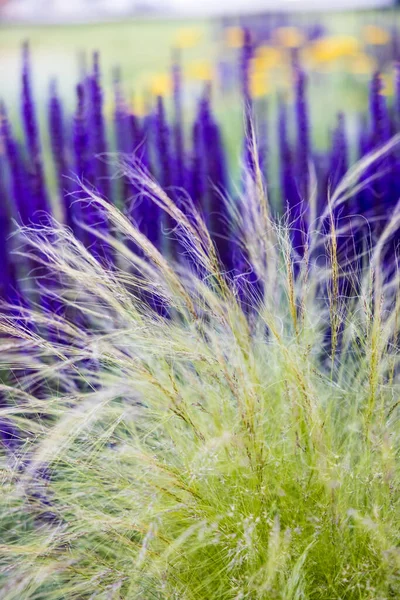 背景に美しい紫色のラベンダーの花を持つ緑の羽草の閉鎖 — ストック写真