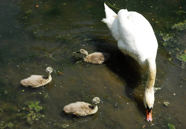 Tiro Close Pequenos Cygnets Bonitos Natação Cisne Uma Lagoa — Fotografia de Stock