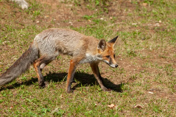 Adorable Renard Brun Marchant Sur Champ Herbeux Dans Les Bois — Photo