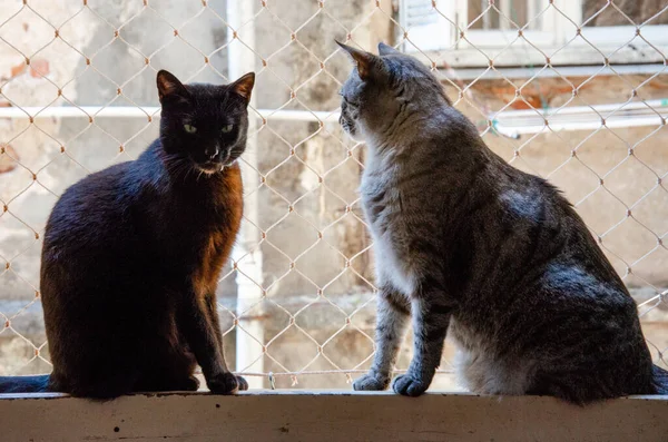 窓辺に二匹の猫が座り お互いを見ている姿 — ストック写真