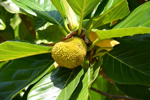 Крупный План Плода Artocarpus Incisa — стоковое фото