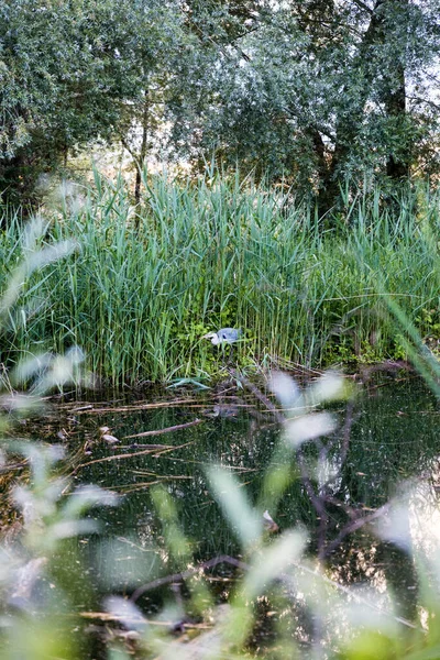 Čáp Trávě Rybníka Constance Německo — Stock fotografie