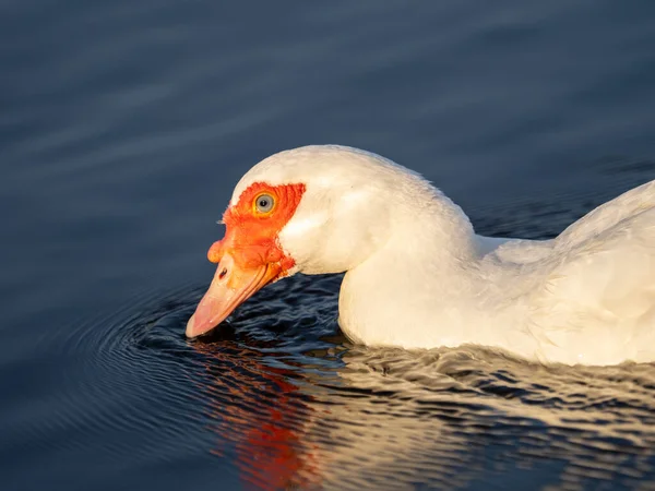 Gans Het Meer — Stockfoto