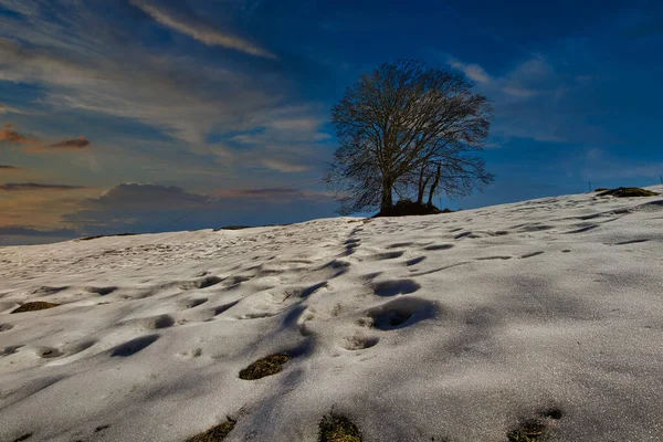 Ein Schneebedecktes Feld Winter — Stockfoto