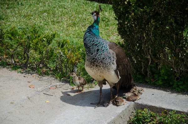 Påfågel Med Sina Kycklingar Crystal Palace Garden Porto Portugal — Stockfoto