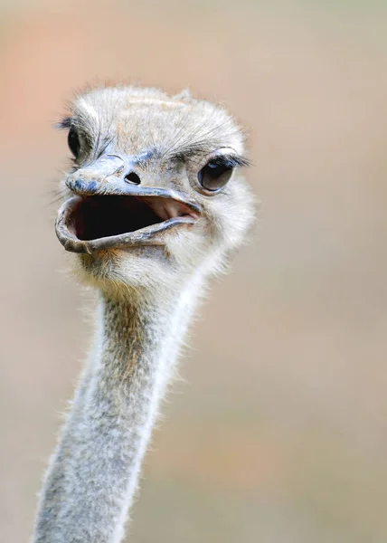 Vertical Shot Gray Ostrich Head Blurred Background — Stock Photo, Image