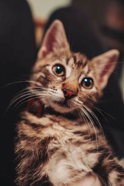 Vertical Closeup Cute Gray Tabby Kitten — Stock Photo, Image