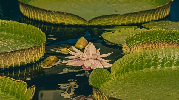 Una Vista Panorámica Una Victoria Amazónica Rosa Estanque Agua — Foto de Stock