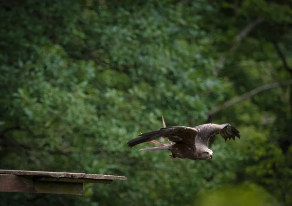 Porträt Eines Majestätischen Geiers Der Den Wilden Wäldern Fliegt — Stockfoto