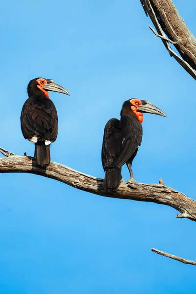 Eine Vertikale Aufnahme Von Hornvögeln Auf Einem Zweig Auf Safari — Stockfoto