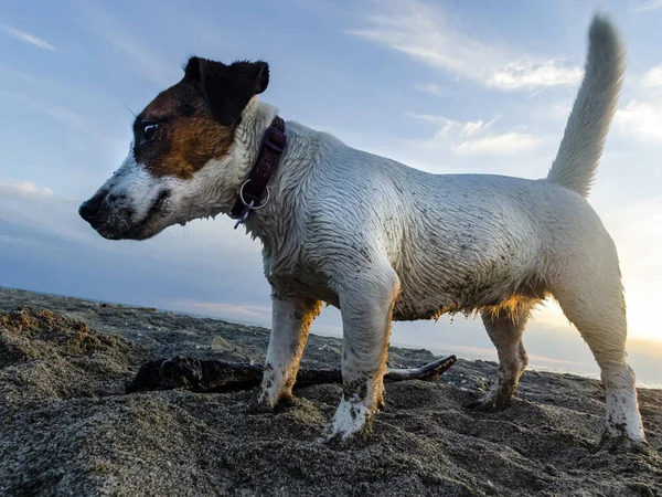 Eine Nahaufnahme Des Jack Russell Terriers Strand — Stockfoto