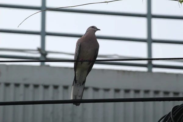 Una Linda Paloma Pie Sobre Barras Metal Bajo Cielo Brillante —  Fotos de Stock