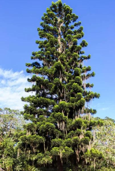 Pinheiro Majestoso Crescendo Floresta — Fotografia de Stock