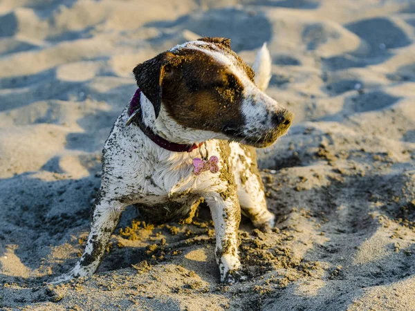 Primo Piano Del Jack Russell Terrier Che Gioca Sulla Spiaggia — Foto Stock