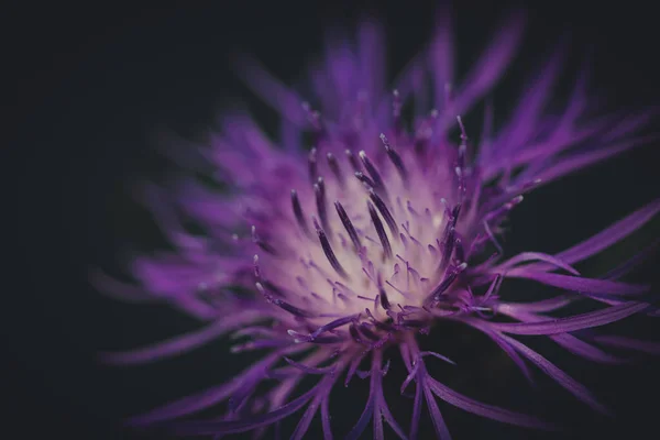 Ένα Κοντινό Πλάνο Του Μοβ Λουλουδιού Ένα Θολό Φόντο — Φωτογραφία Αρχείου