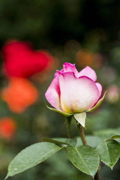 Vertikální Záběr Kvetoucí Růžové Floribundy Zahradě — Stock fotografie