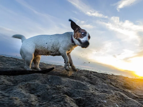 Egy Közeli Felvétel Jack Russell Terrierről Parton — Stock Fotó