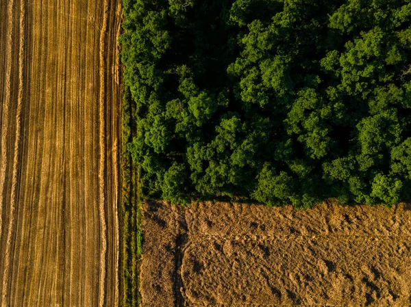 Una Vista Aérea Los Campos Agrícolas Jardines Con Árboles — Foto de Stock