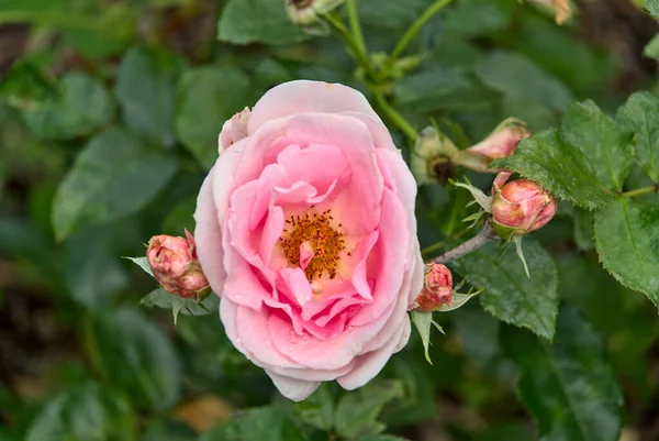 Närbild Blommig Vacker Rosa Ros Trädgården — Stockfoto