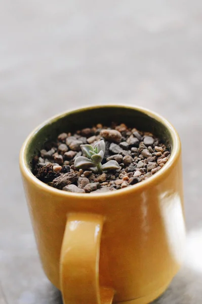 Eine Vertikale Aufnahme Einer Dekorativen Tasse Mit Einer Kleinen Sukkulente — Stockfoto