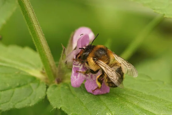 Κοντινό Πλάνο Ένα Θηλυκό Από Σπάνιο Πιρούνι Ουρά Εκσκαφέα Μέλισσα — Φωτογραφία Αρχείου