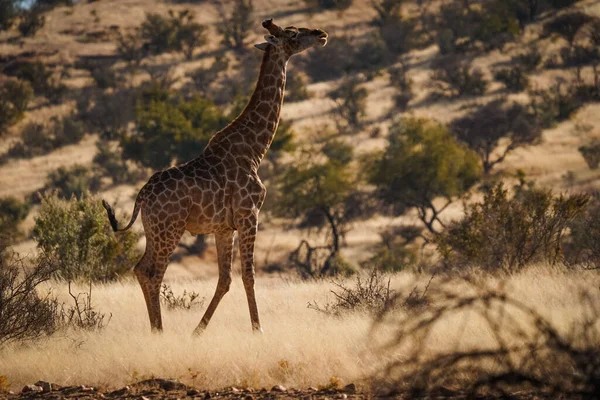 Vue Sur Une Belle Girafe Dans Son Habitat Safari Dans — Photo